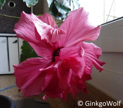Hibiscus_rotgfllt_2017_04_24 (1).JPG