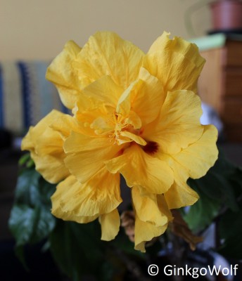 Hibiscus_gelbgfllt_2017_05_04 (2).JPG