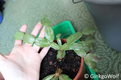 Schlumbergera_2017_05_04 (3).JPG