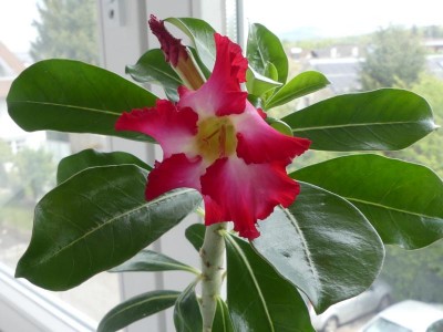 K800_20170502 Blüte Wüsti.JPG