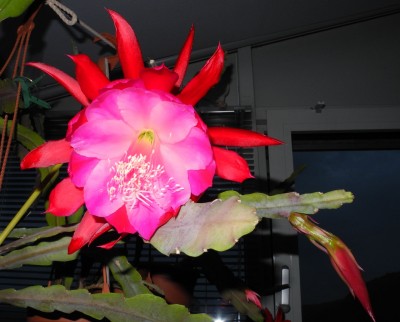 DSCN7793 NinaD-a.jpg