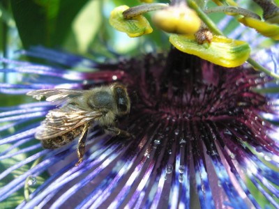 bee.JPG