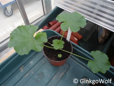 AW_Malva_2017_05_07.JPG
