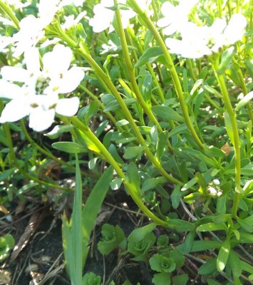 IMAG0025.jpg