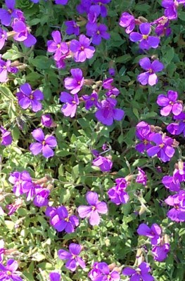 IMAG0031.jpg