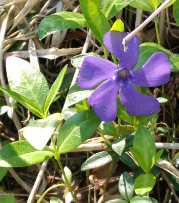 IMAG0038.jpg