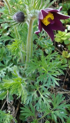 IMAG0041.jpg