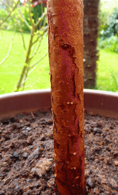 P1040567.gif