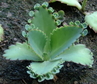 Kalanchoe pinnata.jpg