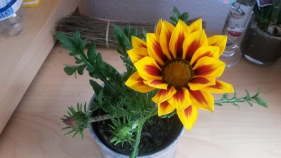 20170512_162142[1].jpg