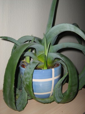 flora &amp;fauna (19).jpg