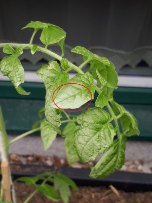 tomaten2.jpg