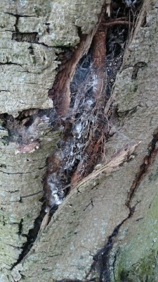 IMG-20170416-WA0002.jpg