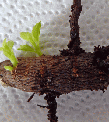 P1040578.gif