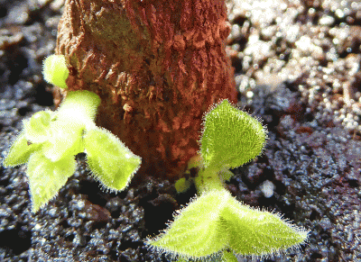 P1040581.gif