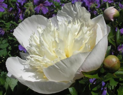 Duchesse.JPG