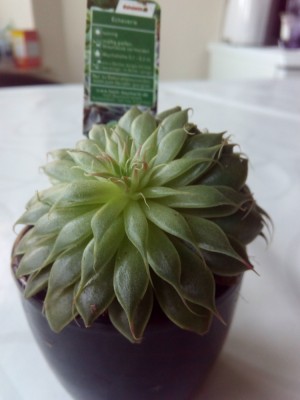 Echeveria.jpg