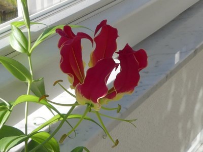 K800_20170520 Gloriosa_2.JPG