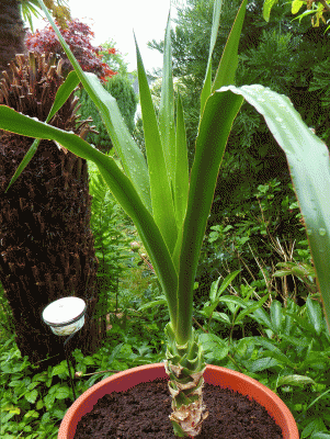 P1040584.gif