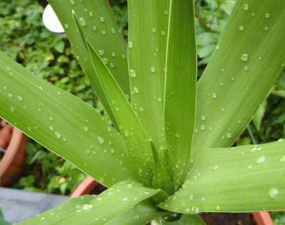 P1040585.gif