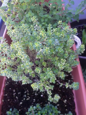 20170521_Thymian.jpg