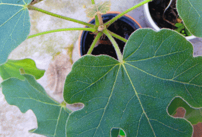 P1040741.gif