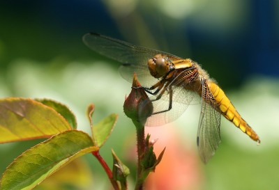 Libelle.jpg