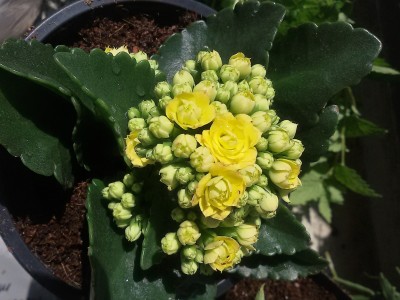 20170525_Kalanchoe.jpg