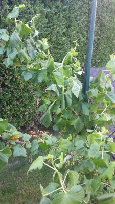IMG-20170525-WA0002.jpg
