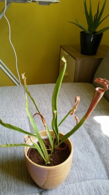2017-05-26 14.21.07.jpg