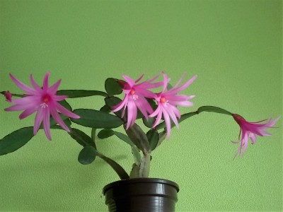 Hatiora Savannah (1).jpg