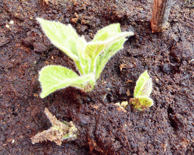 P1040849.gif