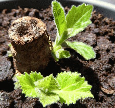 P1040833.gif