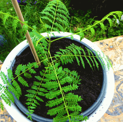 P1040834.gif