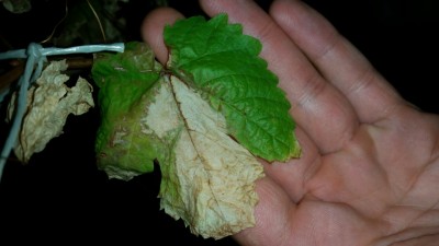 IMG-20170530-WA0011.jpg