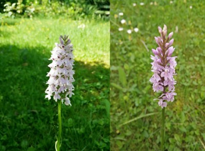 Orchis1.jpg