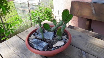 20170603_114111.jpg
