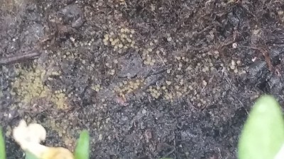 IMG-20170603-WA0004.jpeg