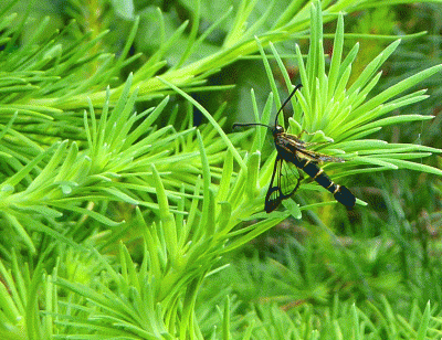 P1040947.gif