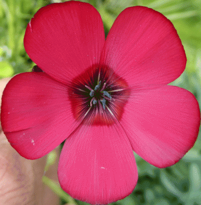 P1050015.gif