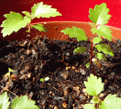 P1040935.gif