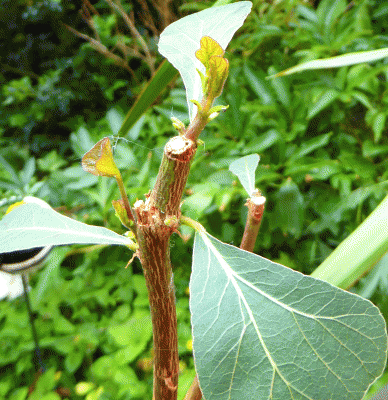 P1050017.gif