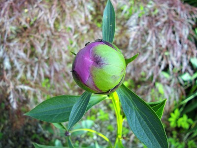 IMGP5728.JPG