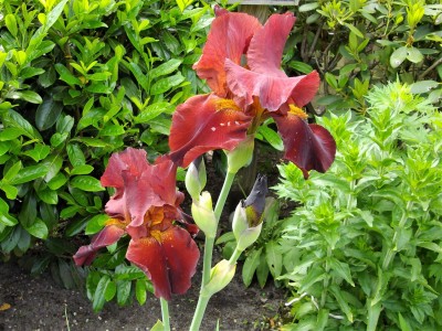 IMGP5690.JPG