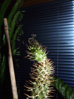 DSCF0117_e.jpg