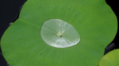 IMG-20170605-WA0002[1].jpg