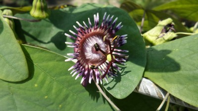 IMG-20170605-WA0001[1].jpg