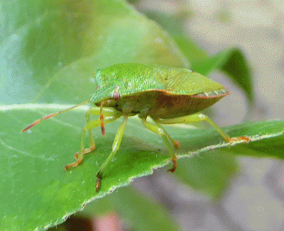 P1050138.gif