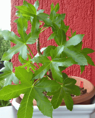 P1050073.gif