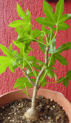 P1050076.gif